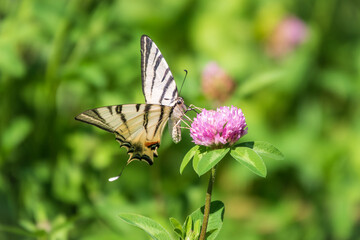 Obraz premium Beautiful Butterfly Scarce Swallowtail, Sail Swallowtail, Pear-tree Swallowtail, Podalirius. Latin name Iphiclides podaliriu. Butterfly collects nectar on flower.