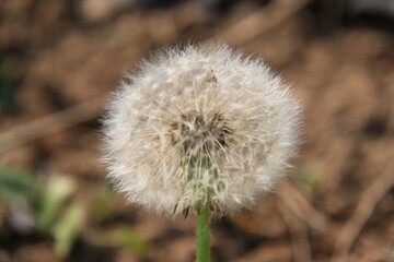 A dandelion with seeds in close-up