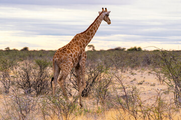 Close up of a single giraffe in the bush, Botswana