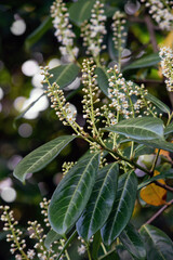 Cherry Laurel bloming in spring