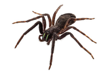 black spider species tegenaria sp - obrazy, fototapety, plakaty