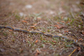 processionary caterpillar row in the forest between pine leaves. space for copy, thaumetopoea pityocampa