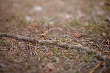 processionary caterpillar row in the forest between pine leaves. space for copy, thaumetopoea...