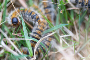 pine caterpillar, processionary caterpillar, emerging from the ground among the grasses