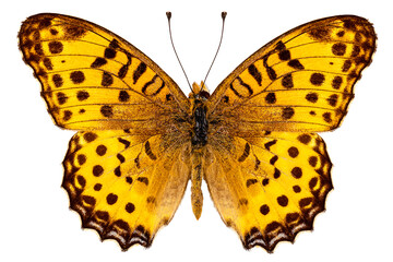 Butterfly species Argynnis hyperbius 