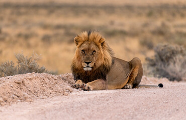 adult lion sitting on the roadside in Etosha National Park, Namibia