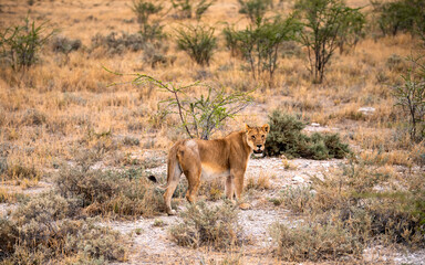 single lioness on the way in the bush, Etosha National Park, Namibia