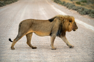 male lion crossing a road in Etosha National Park, Namibia