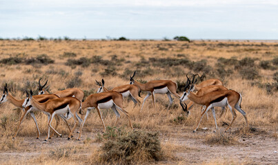 a herd of antelopes looking for food, Etosha National Park, Namibia