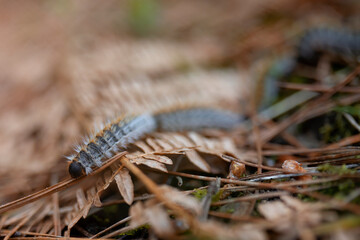 pine processionary caterpillar, seasonal animal, in line on its way to its tree. copy space