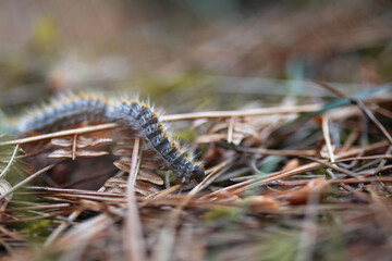 pine processionary caterpillar, seasonal animal, in a line on its way to its tree. copy space. macro photography
