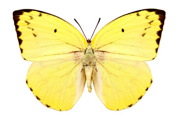 Butterfly species Catopsilia pomona pomona "Lemon Emigrant"
