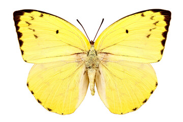 Butterfly species Catopsilia pomona pomona 