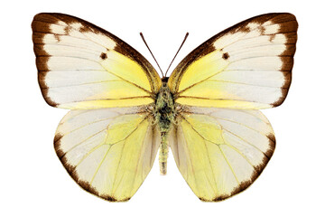 Fototapeta na wymiar Butterfly species Catopsilia pomona 