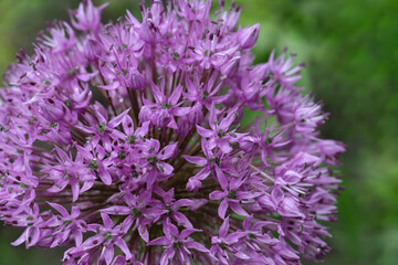Large ball flower Allium giganteum. Growing bulbs in the garden. Giant violet flowers blooming. Allium Flowers in spring garden. Macro of blooming onion flower head in the garden