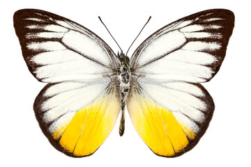 Fototapeta premium Butterfly species Cepora judith 