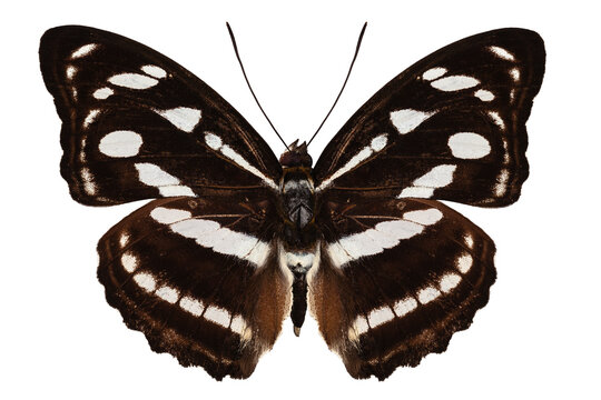 butterfly species Athyma reta moorei