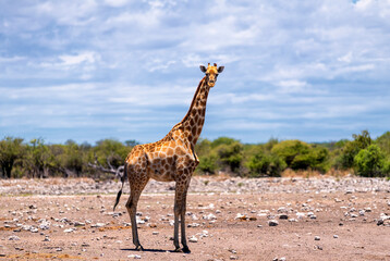 a giraffe alone on a wide area in Etosha National Park, Namibia