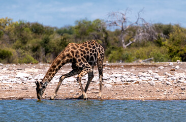Fototapeta na wymiar single giraffe standing at waterhole drinking, Etosha National Park, Namibia