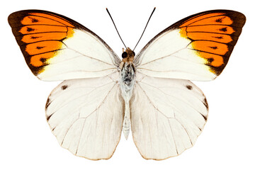 Butterfly species Hebomoia glaucippe 