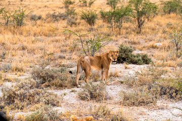 single lioness on the way in the bush, Etosha National Park, Namibia