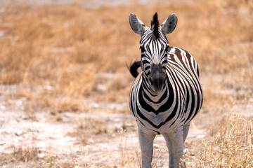 Close up of a zebra from the front, Botswana