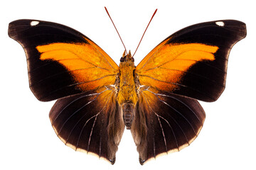 Butterfly species Historis odius orion