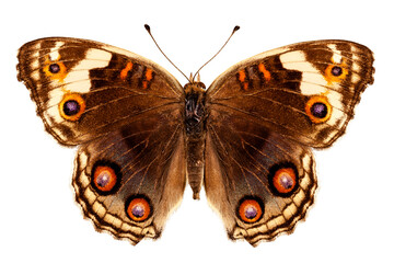 Naklejka premium Butterfly species Junonia orithya 