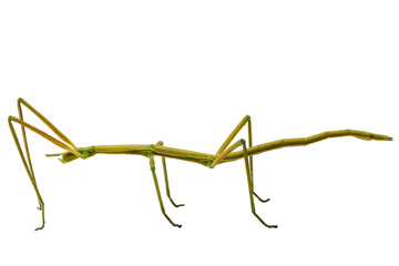 Obraz premium Spanish Walking Stick insect species Leptynia hispanica