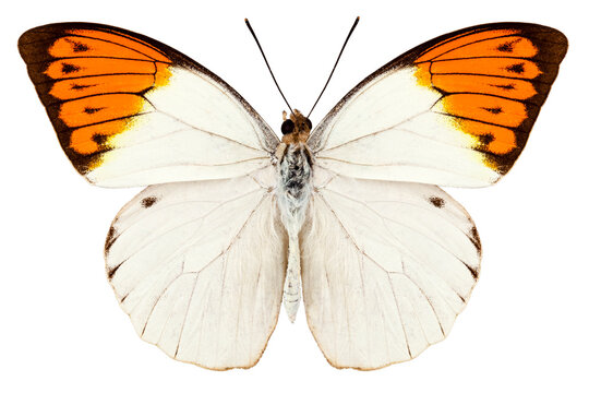 Butterfly species Hebomoia glaucippe "Great Orange Tip"