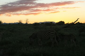 Z&egrave;bres au coucher de soleil