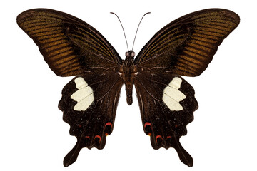 Black and brown butterfly species Papilio nephelus © Paulrommer