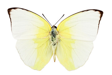 Butterfly species phoebis statira