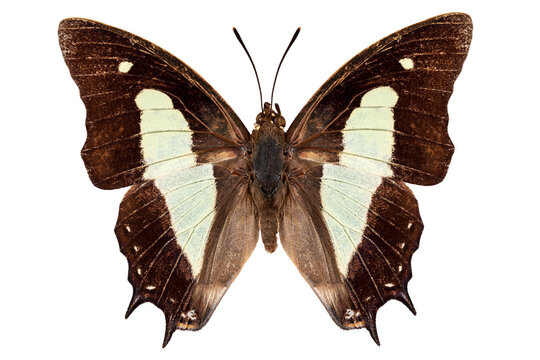 butterfly species Polyura athamas athamas