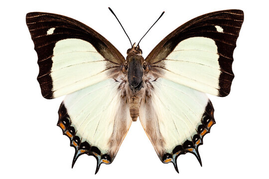 Butterfly species Polyura jalysus