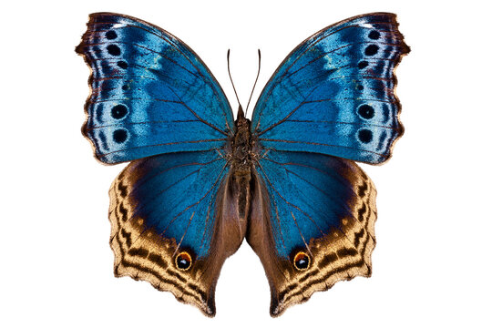 Butterfly species Salamis temora "Mother-of-Pearls butterfly"