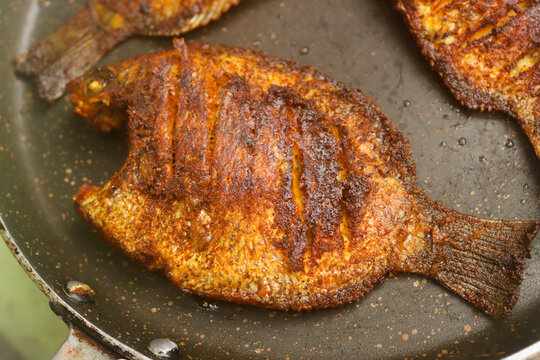 Karimeen fry fish fry stock images