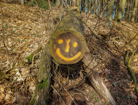 Lächelndes Gesicht auf einem abgesägten Baumstamm 
