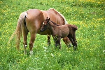 Cavalla con il suo puledro