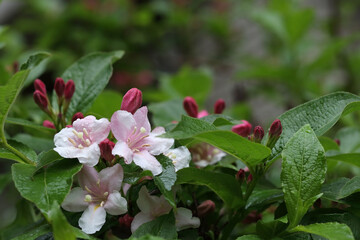 Soft focus. Delicate pink flowers on a green bush. Weigela Rosea. Floral background. Many pink flowers Weigela Rosea on a bush in the garden. Nature background. Place for text. Spring flowers.
