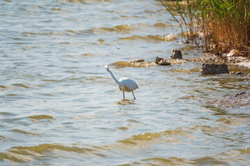 The white heron stands in the lake