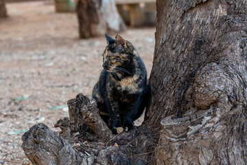 black and tan cat posing for the photographer.