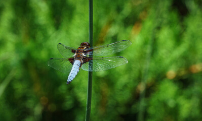 Close-up of Broad-bodied chaser dragonfly male (Libellula depressa) with large transparent wings and light blue body sitting on plant stem on blurred green background. Macro of insect.