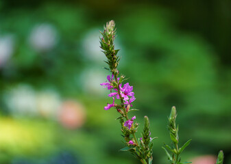 Lythrum salicaria or purple loosestrife red in soft focus on blurred background of garden pond. Nature concept for design. Flower landscape for nature wallpaper with copy space