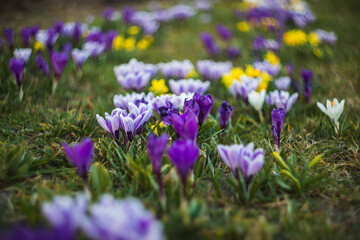 Fototapeta premium spring nature flowers yellow sunlight