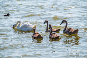 A female mute swan, Cygnus olor, swimming on a lake with its new born baby cygnets. Mute swan protects its small offspring. Gray, fluffy new born baby cygnets.