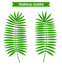 Tropical leaves flat vector botanical illustration. Palm leaf clipart