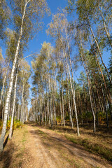 The trail in the birch forest.