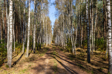 The trail in the birch forest.