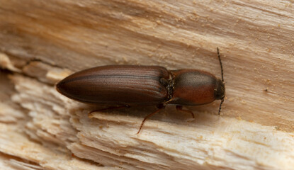 Click beetle, Sericus brunneus on wood, macro photo